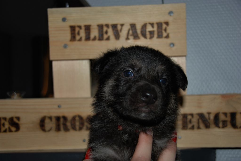 Des Cros De Vengunt - Chiots disponibles - Berger Allemand